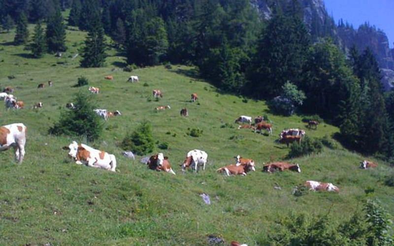 Gasthof Pension Alpenblick Radfeld Kültér fotó